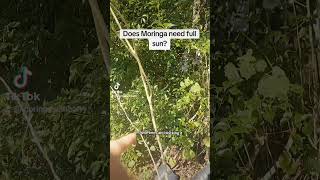 Does Moringa need full sun Moringa moringatree moringaleaves GardeningTips plants Superfood [upl. by Airlee]