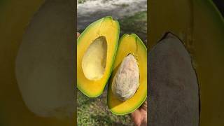 Giant Florida Avocado fruit [upl. by Harpp891]