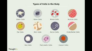 CLASS 9TH TISSUE  INTRODUCTION  WHAT IS TISSUE  class9th Biology [upl. by Allit293]