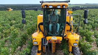 Vendanges 2024 Chablis [upl. by Cohbert]