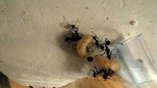 Aphaenogaster senilis chassent asticots [upl. by Ahteral]