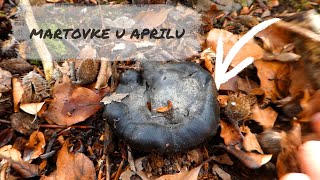 Martovke u Aprilu  Hygrophorus marzuolus [upl. by Esli]