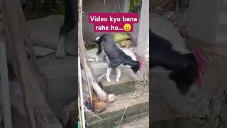 video ke chakkar me chain se jine v nahi dete comedy funny fun viralvideo trending shortvideo [upl. by Isaac]