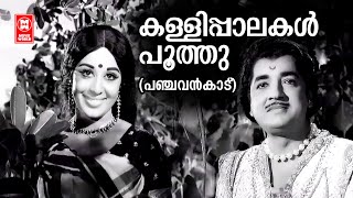 Kallipalakal Poothu  Panchavankaadu  Vayalar Ramavarma  KJ Yesudas  Sheela  Malayalam Old Song [upl. by Notslar]