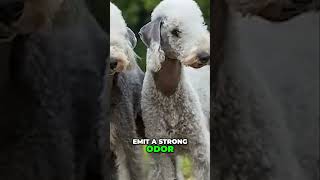 5 Tips for Grooming Bedlington Terriers [upl. by Twyla]