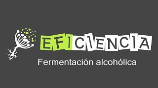 FERMENTACIÓN ALCOHÓLICA Piruvato descarboxilasa Etanol CO2 Anaerobiosis [upl. by Opalina]