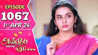 Anbe Vaa Serial  Episode 1067  1st Apr 2024  Virat  Shree Gopika  Saregama TV Shows Tamil [upl. by Adonis]