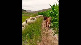 dogs herding a flock of sheep dog [upl. by Ancilin]