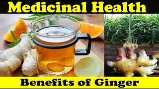 11 Medicinal Health Benefits of Ginger [upl. by Osher]