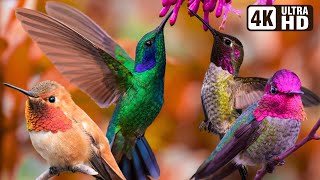 Beautiful Bird Sounds  Hummingbird  Breathtaking Nature  Stress Relief amp Healing Ambiance [upl. by Hersch272]