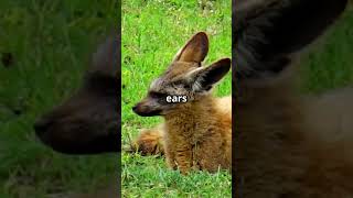 Meet the Bat Eared Fox batearedfox foxes animalfacts animalkingdom [upl. by Nonnair]