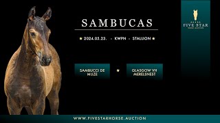 Sambucas BZ Sambucci de Muze  Glasgow vh Merelstnest 2024 KWPN stallion [upl. by Akirdnahs]