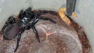 Feeding a Sydney Funnel web Spider Atrax robustus Short videoclip [upl. by Birck404]