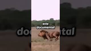 El Mejor Documental de Leones y Hienas que hay  animales curiosidades [upl. by Kettie99]