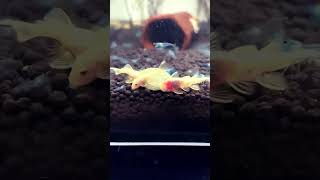 Pleco food🐠like comment subscribe share watch pleco aquarium relaxing love food eat [upl. by Alvira]