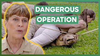 Terri Irwin Leads A Dangerous Crocodile Transport At Australia Zoo  Crikey Its The Irwins [upl. by Kcirred431]