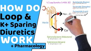 How do Loop amp Potassium Sparing Diuretics Work  Pharmacology [upl. by Pearl580]