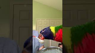 Feeding baby Lorikeet his nectar food 🥰 petbirds lorikeet [upl. by Amann]