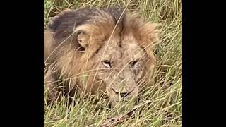 Hercules Male Lion at Timbavati  Kruger  23 March 2024 [upl. by Dorsey]