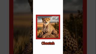 All about cheetah IUCN status Cheetah reintroductionupsc jkpsc jkssb viralshorts [upl. by Fitzsimmons893]