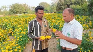 Good Quality Yellow Marigold  Royal ball Kaveri seeds [upl. by Savill503]