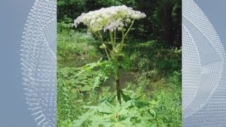 Giant Hogweed [upl. by Gunilla]