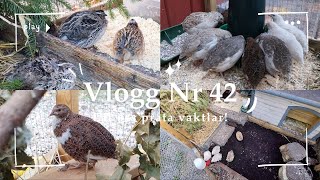 Vlogg Nr 42  Låt oss prata vaktlar [upl. by Ertha]