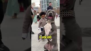 Impactante Ataque a Perro Inocente 🐶😱 [upl. by Ioyal]