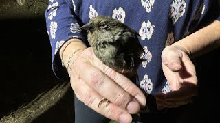 Bird rescued by FOX 11 reporter now recovering [upl. by Anialem]