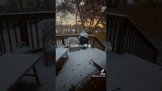 Snow day snowday dailyvlog sahmlife dogmom dayinthelife morningvlog ditl [upl. by Ilonka]