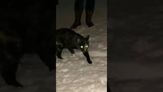 Torty Cat Penelopes Shocking Snow Experience [upl. by Pirnot]