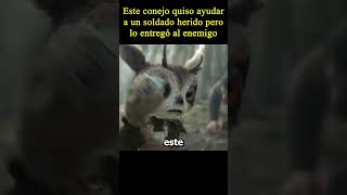 😱Este conejo quiso ayudar a un soldado herido pero moviemovie peliculas [upl. by Jaine]