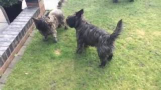 Cairns terriers barking [upl. by Haughay753]