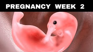 Pregnancy Week 2  Early Body Changes amp Baby Growth [upl. by Eilrahs]