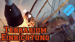 Bartagame Terrarium Einrichtung  Haltung von Bartagamen [upl. by Aldos]