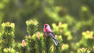 Lesser Redpoll Carduelis cabaret [upl. by Eimyaj]