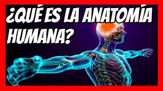 ✅ ¿Qué es la ANATOMÍA HUMANA Explicada en 1 minuto  Resumen rápido y fácil [upl. by Rapsag]