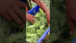 🥦 Broccoli farming ki polio houseshrots broccoli indianfarmer viralreels short indianfarmer [upl. by Cherin]