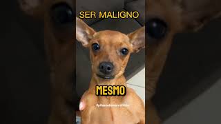 Pinscher o ser maligno 🐕‍🦺 [upl. by Terti70]