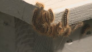 Browntail moth outbreak worst it has been since arriving in Maine [upl. by Biddy146]