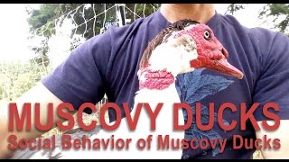 Raising Muscovy Ducks and Their Behaviors [upl. by Derrick922]