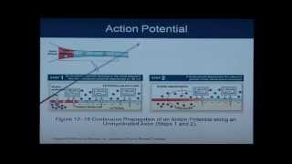 Anatomy and Physiology Chapter 12 Part 2 Nevous SystemNeural Tissue Anatomy and Physiology Help [upl. by Wernsman]