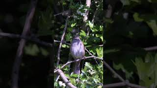 Dunnock bird 🐥 [upl. by Inanak]