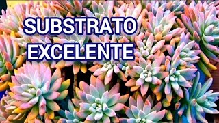 SUBSTRATO CASEIRO PARA SUCULENTAS CACTOS E PLANTAS [upl. by Origra]