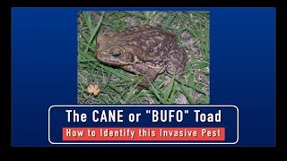 Cane Toads  How to Identify This Invasive Pest [upl. by Oribelle]