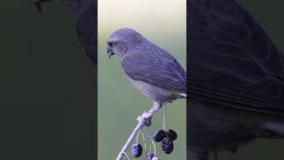 Crossbills in Cabra birdphotography birds naturephotography wildlife birdslover [upl. by Longwood]