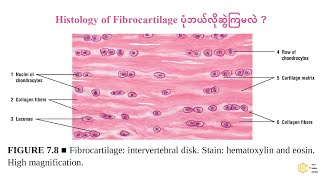 How to draw histology of fibrocartilage [upl. by Musser]