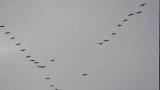 Canada Geese form the Flying V [upl. by Bergmans]