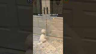 Heartwarming Your Pet Waiting for You to Come Home from Work dogemotions dogbehavior petemotion [upl. by Qifar]