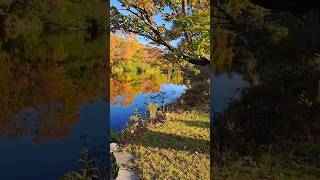 Beautiful Fall Colors fallcolors muskoka autumnfoliage [upl. by Neveda]